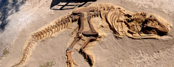 Çakraz'da dinozorlardan eski bir kertenkelenin izi bulundu.