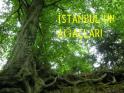 İSTANBUL'UN AĞAÇLARI:SELİM İLERİ