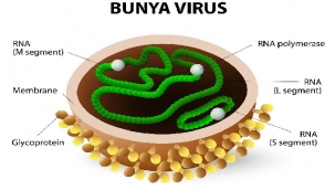 ÇİN'DE VİRÜS BİTMİYOR! YENİ BİR VİRÜS TEHDİTİ DAHA: BUNYAVİRÜS… 