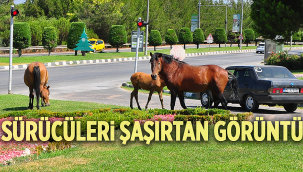 Manisa'da yılkı atları şehre indi!