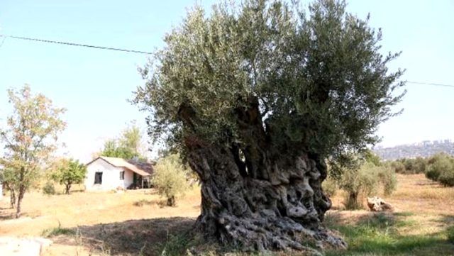 Dünyada yaşayan herkesten büyük! 1204 yaşındaki zeytin ağacı meyve vermeye devam ediyor 