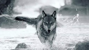 Hayvanların ülkelerde nasıl sembolleştiklerini biliyor muydunuz?