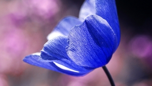 Hece Taşları Dergisi Kasım Sayısı yayınlandı