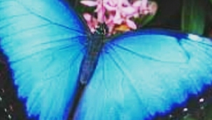 KELEBEĞE DÖNDÜ İNSANLAR... - Müslim OĞUZ 