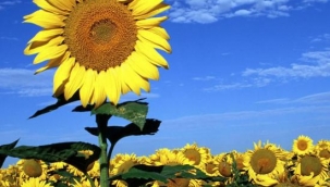 Bir ayçiçeği büyür, güneşe doğru… - Yazan: AFŞİN SELİM