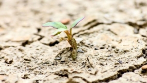 Dünyanın en dayanıklı bitkileri 