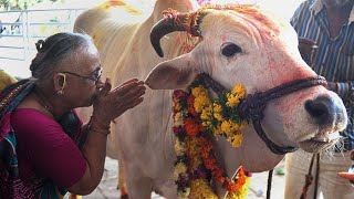 Hindistan'da "inek bilgisi" sınavı yapılacak
