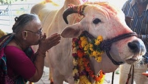 Hindistan'da "inek bilgisi" sınavı yapılacak
