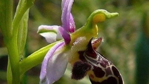 Müslim OĞUZ: "AĞLAMA ARTIK EY HÂR-I BÜLBÜL…" 