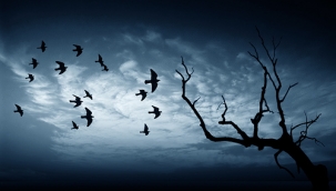 Umut ve Korku: Anka Kuşu'nun Yolculuğu - Yazan: MEHMET AKİF OKUR