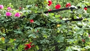 CANLAR - Emir Şıktaş