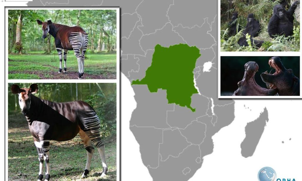Demokratik Kongo Cumhuriyeti'nin Doğal Parkları - Yazar: Gedeon Smith Mpolesha 
