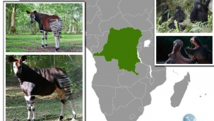 Demokratik Kongo Cumhuriyeti'nin Doğal Parkları - Yazar: Gedeon Smith Mpolesha 