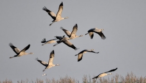 GAYRİ GİDERİM - Emir Şıktaş 