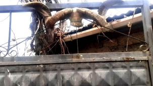 IĞDIR KÜLTÜRÜNDE KOÇBAŞI VE AT NALI