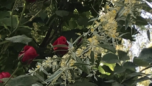 YAKILDI DAĞLARIM! - Emir Şıktaş  