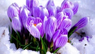 BAHARIN MUJDEÇİSİ NEVRUZ ÇİÇEĞİ BAYŞEŞEK BAYÇEÇEKEY AÇTI