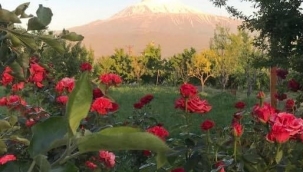 Emir Şıktaş: GELMEDİ BAHAR 