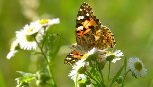 GÖNÜLLER NİSAN TASI OLSA 