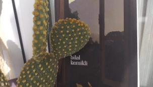 "Kûşe-i Uzlet Karantina Günlüğü" Kitabı Üzerine Derkenar - İlkay Coşkun