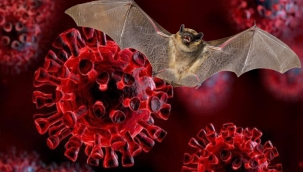Yarasalarda görülen koronavirüslerin soy ağacında yeni bir dala rastlandı 