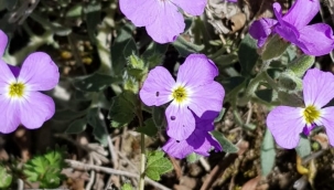 Cahit Sıtkı Tarancı: ALLAH'I ARARKEN