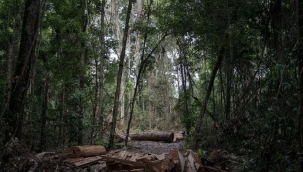 Umut Güner: Yanomami Kabilesi 