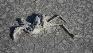 Cahit Günaydın: ALLI TURNA YAVRULARI İÇİN TUZ GÖLÜ CEHENNEME DÖNDÜ.