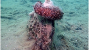 CAHİT GÜNAYDIN: Marmara Denizi Hıyarı Yaşamak İçin Hollanda ve Fransa'ya Vekâlet Verdi 