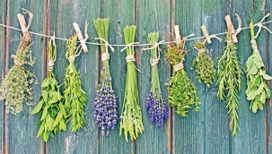 Şifalı bitkileri Zeytinburnu'nda