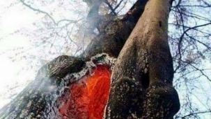 Müslim OĞUZ: BİR AĞAÇ... 