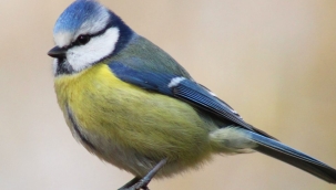 Ömer Yusuf Salman Yazdı: FATİH'İN KUŞLARI