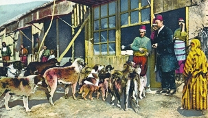 R. Rüveyda OKUMUŞ: "İstanbul'daki sokak köpeklerinin tarihi"