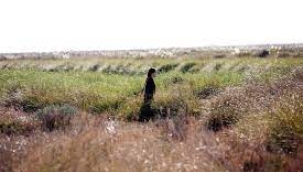 SİMANUR ŞENLİK YAZDI: BATAKLIK