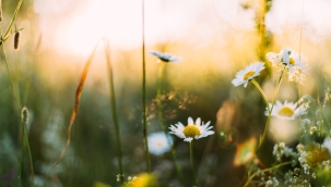 EMİR ŞIKTAŞ YAZDI: GEL CAVAN ÇAĞI