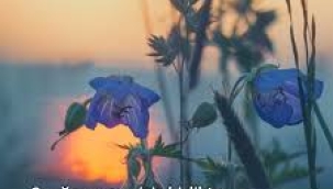 BEYZA AKAR YAZDI :TEMMUZ