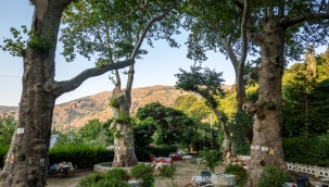 FATİH SULTAN MEHMET'İN BOZDAĞ'DAKİ ÇINARLARI