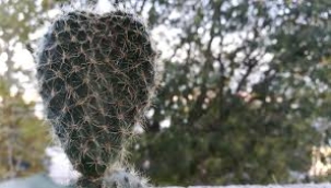 NURŞEN DEMİR YAZDI : DİKENLİ KALP