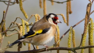 Bahçeme Gelen Misafirler