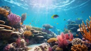 ŞEHRİMİZE UMMAN'DAN GELEN İNCİ MERCAN