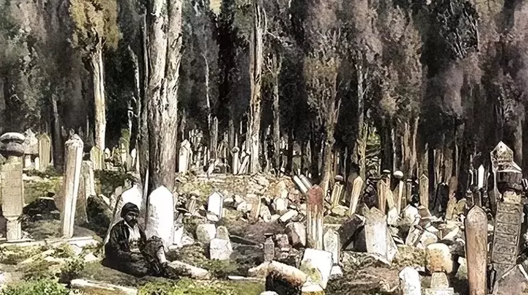 Servi ağaçlarının ilgin hikayesi