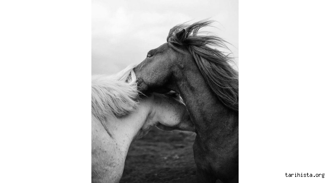 Atların İçimdeki Öyküsü