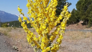 YUNUS EMRE ÇİÇEĞİ