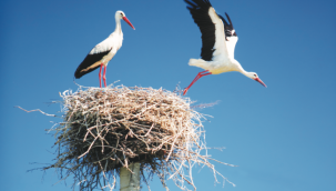 Türk Kültüründe Leylek