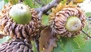 Palamut konulu çalışma için makale çağrısı