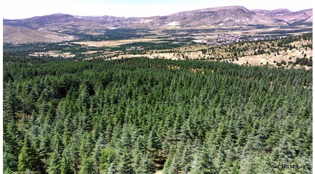 Umutsuzluk Değil, Umut Yeşeriyor! Bozkırdan Ormana Türkiye'ye İlham Olan Bir Hikâye