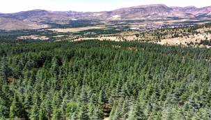 Umutsuzluk Değil, Umut Yeşeriyor! Bozkırdan Ormana Türkiye'ye İlham Olan Bir Hikâye