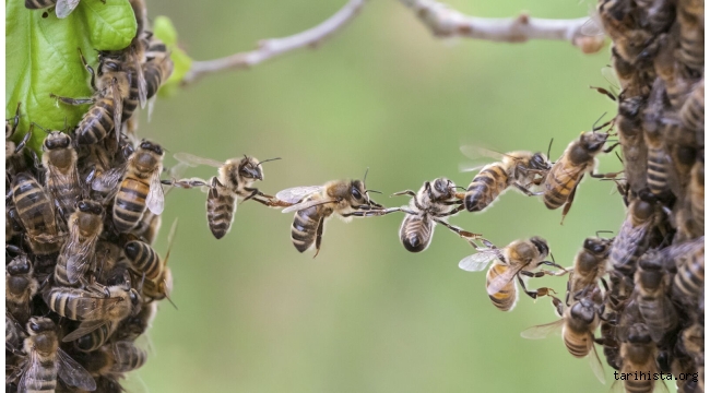 Arı Biziz Bal Bizdedir(Arıların Gizemli Dünyası)