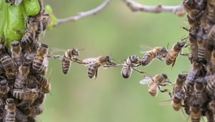 Arı Biziz Bal Bizdedir(Arıların Gizemli Dünyası)