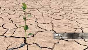 Meryem KOZAK YAZDI:BEN SADECE TOPRAĞA KIRGINIM